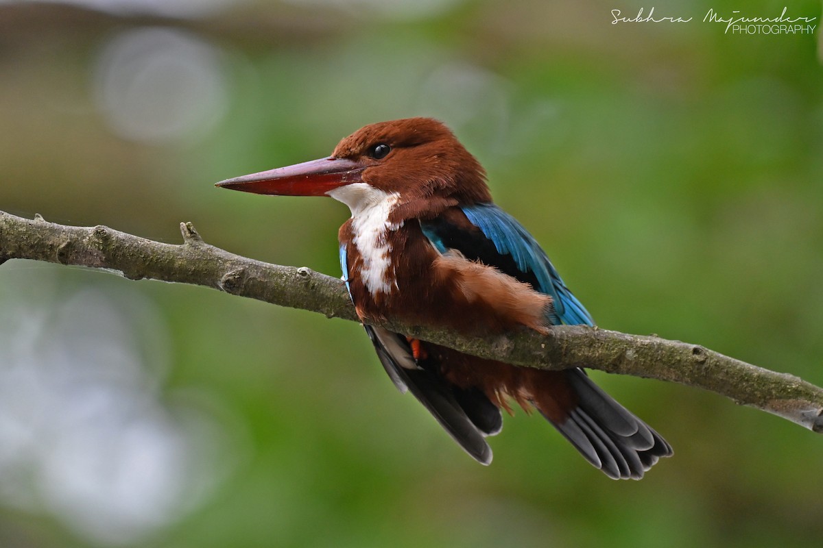 White-throated Kingfisher - ML646462185
