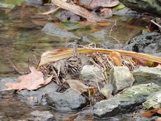 Song Sparrow - ML646462186