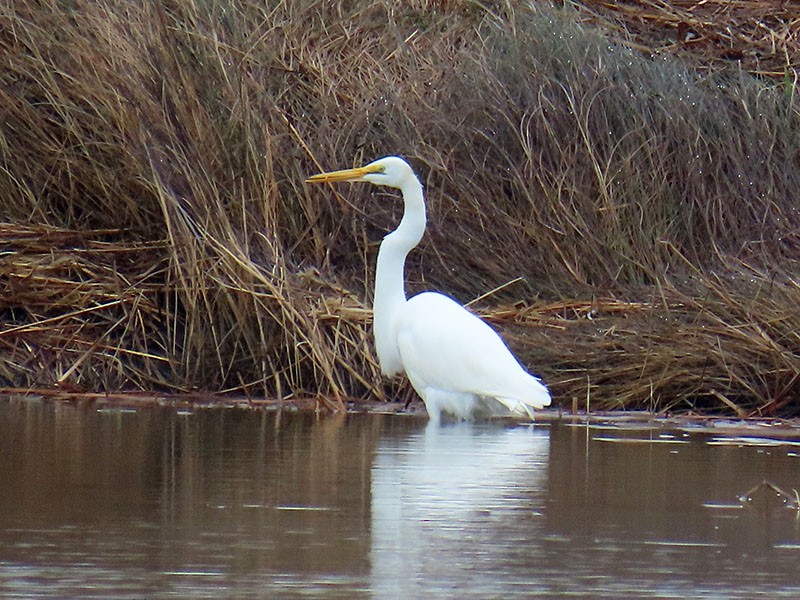 Airone bianco maggiore - ML646462189