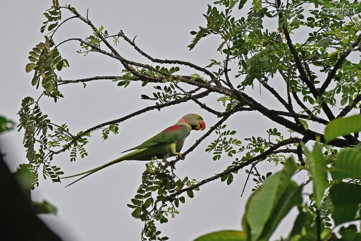Alexandrine Parakeet - ML646462190