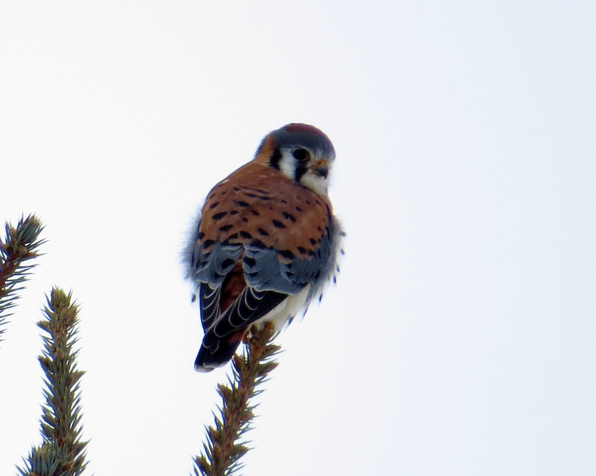 American Kestrel - ML646462191