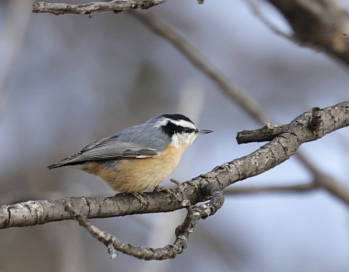 Red-breasted Nuthatch - ML646462192