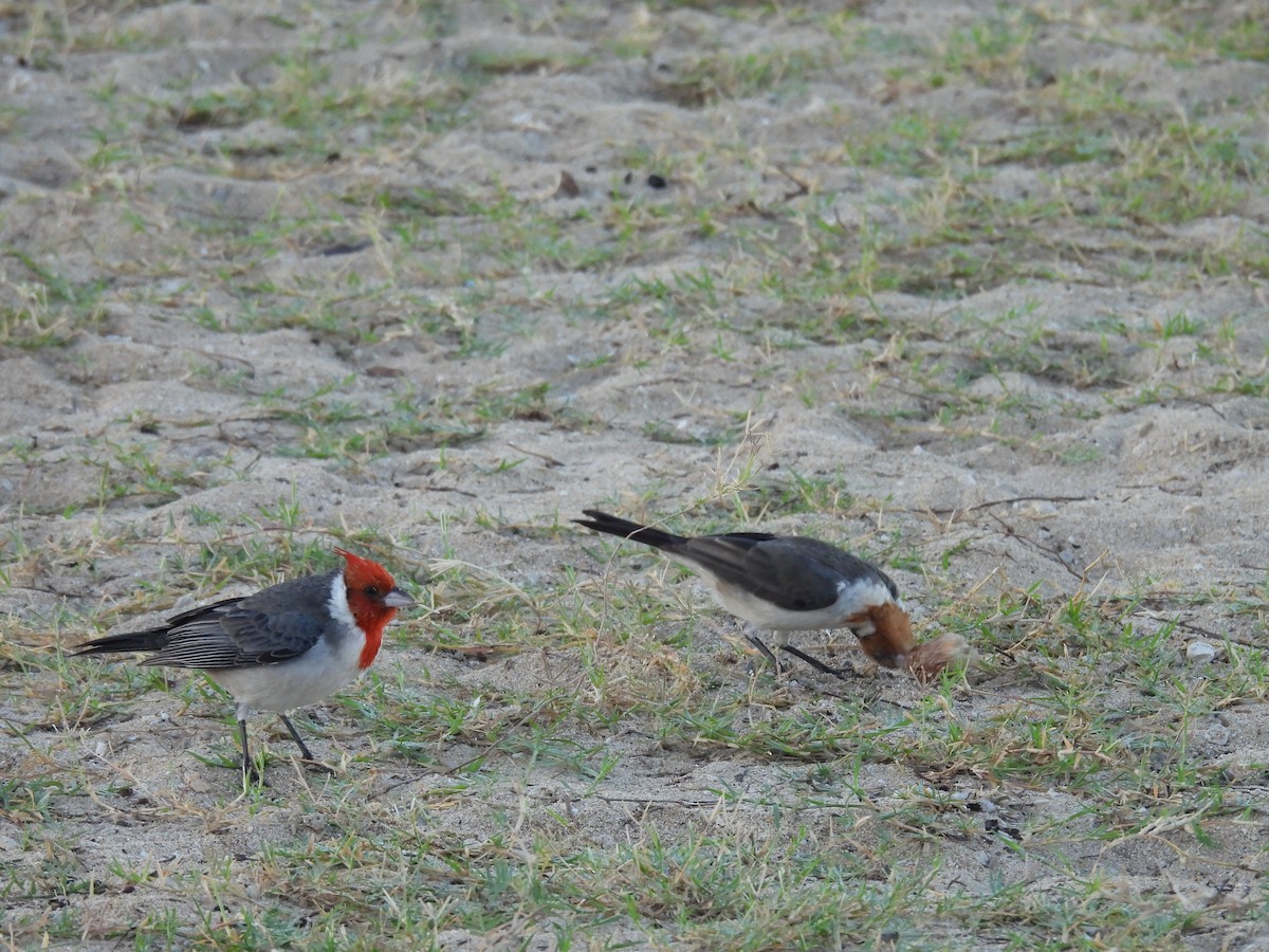 Red-crested Cardinal - ML646462195