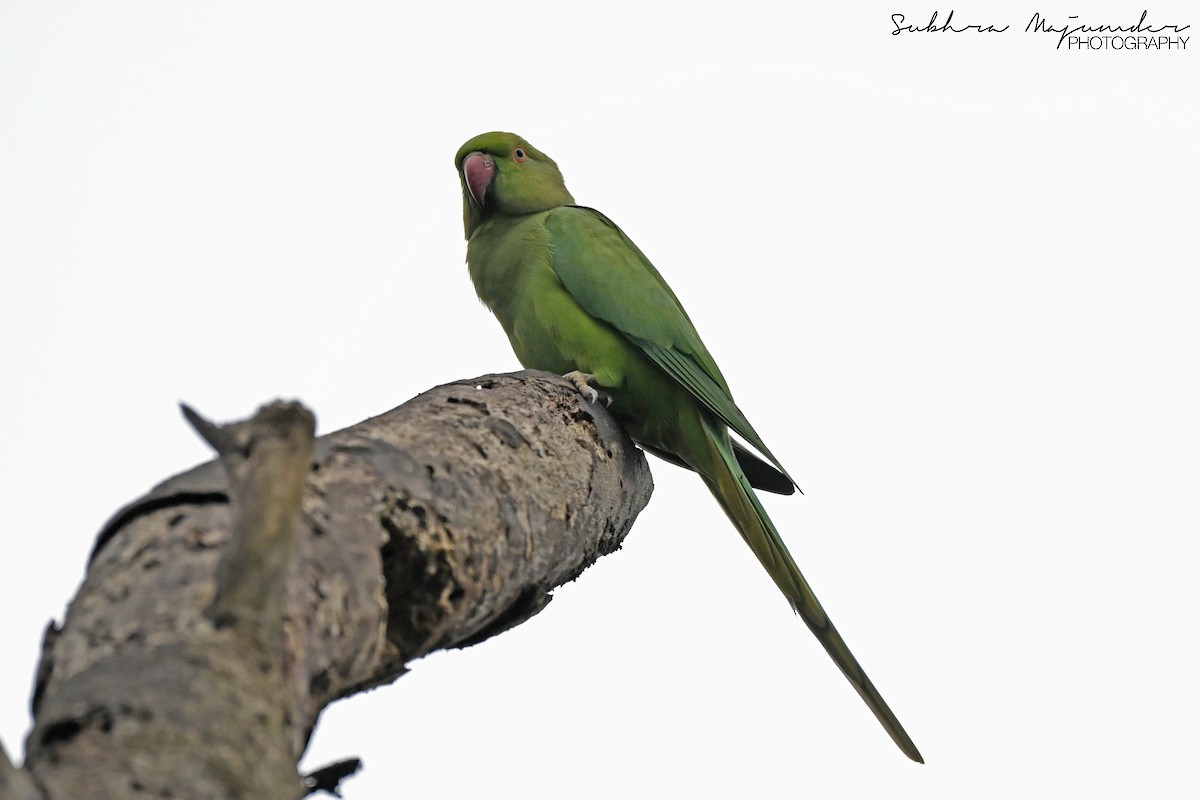 Rose-ringed Parakeet - ML646462206