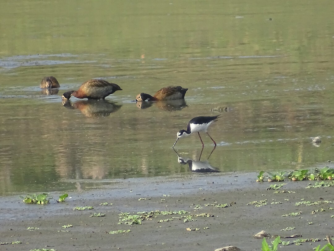 シロガオリュウキュウガモ - ML646462207