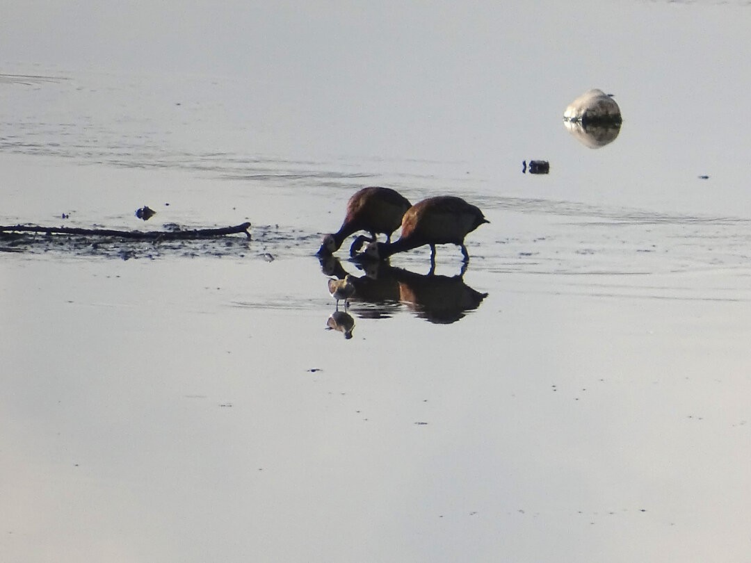 シロガオリュウキュウガモ - ML646462208