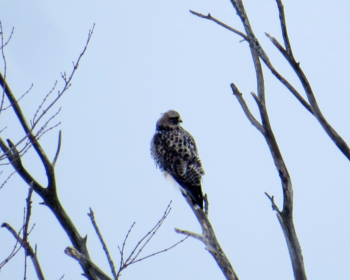 Rough-legged Hawk - ML646462209