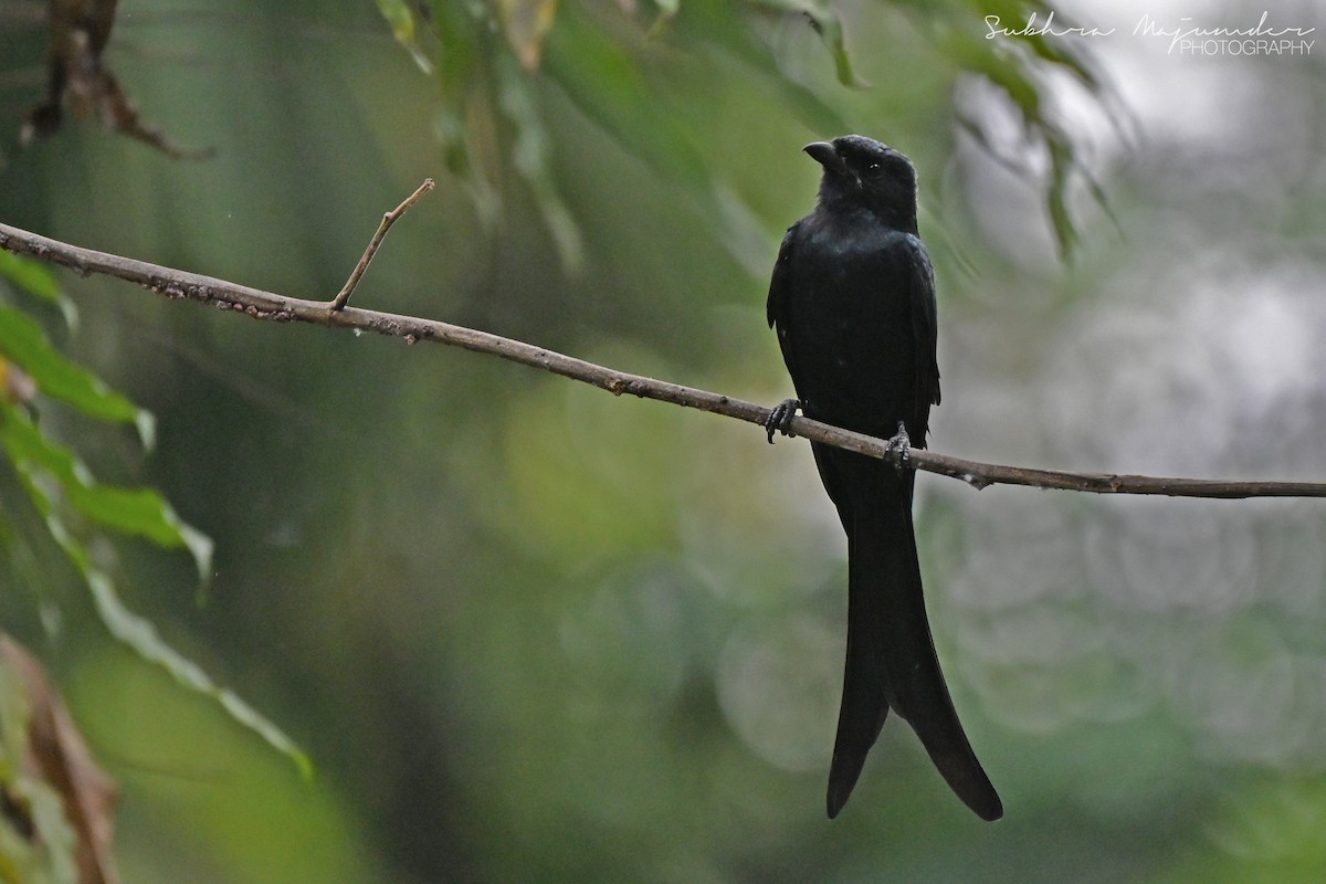 Black Drongo - ML646462210