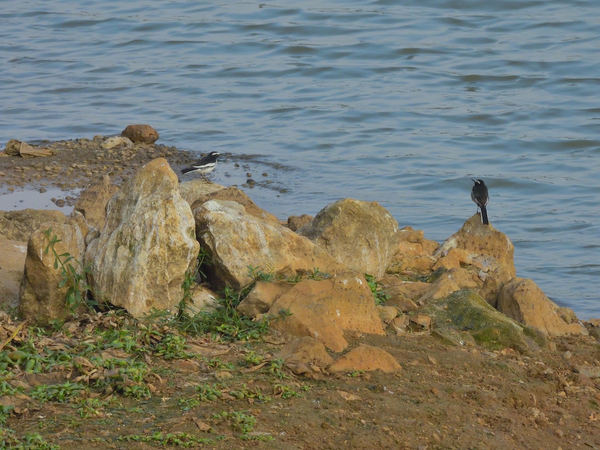 konipas indický - ML646462211