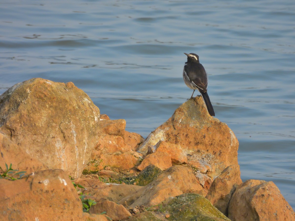 konipas indický - ML646462212