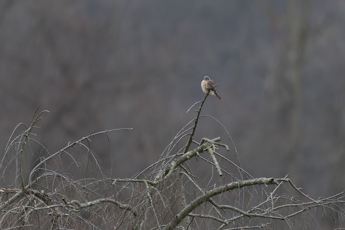 American Kestrel - ML646462213