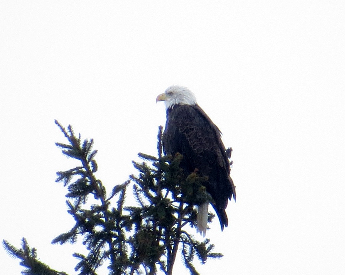 Bald Eagle - ML646462215