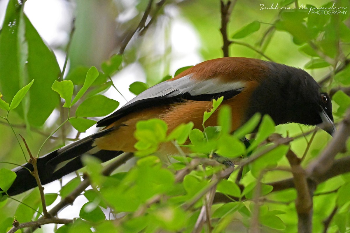 Rufous Treepie - ML646462217