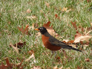 American Robin - ML646462218