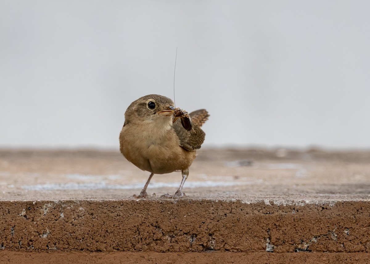 Southern House Wren (cis-Andean) - ML646462221