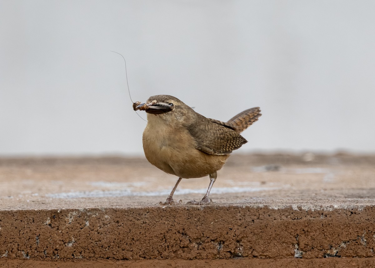 Southern House Wren (cis-Andean) - ML646462223