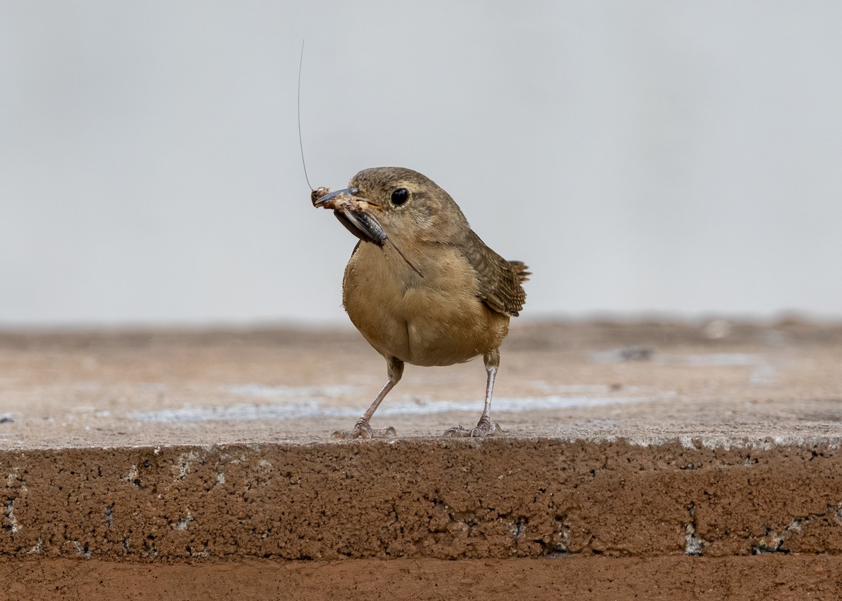 Southern House Wren (cis-Andean) - ML646462224