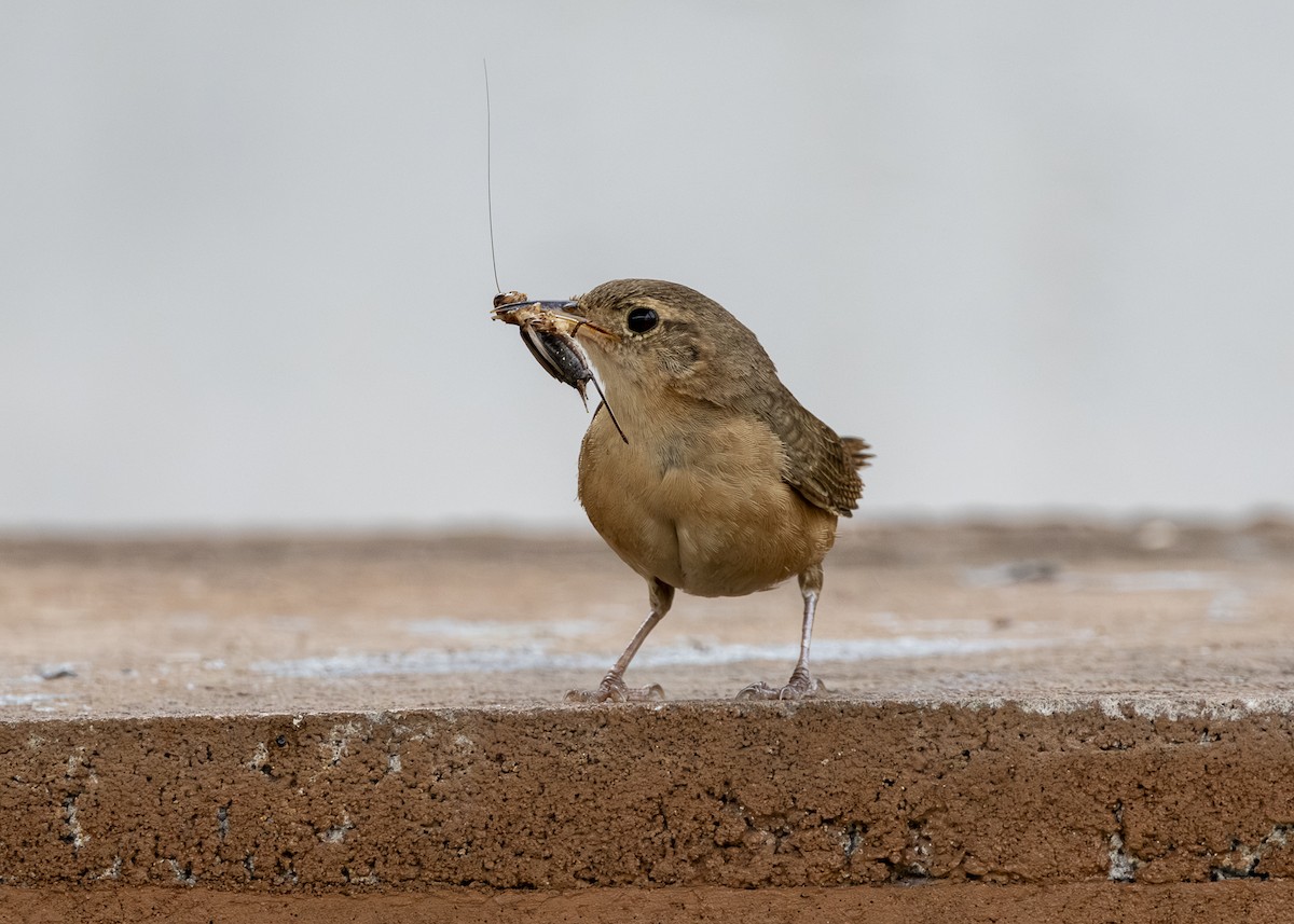 Southern House Wren (cis-Andean) - ML646462225
