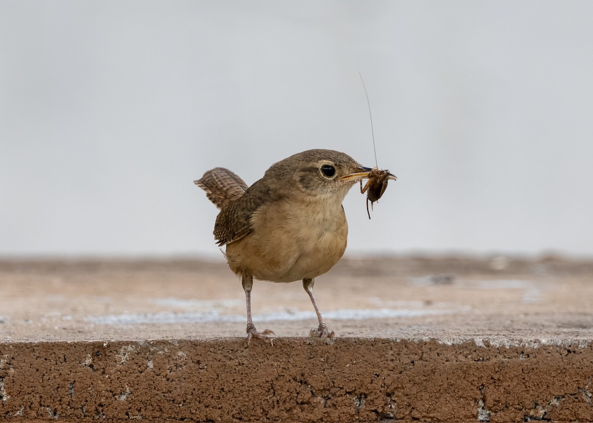 Southern House Wren (cis-Andean) - ML646462227