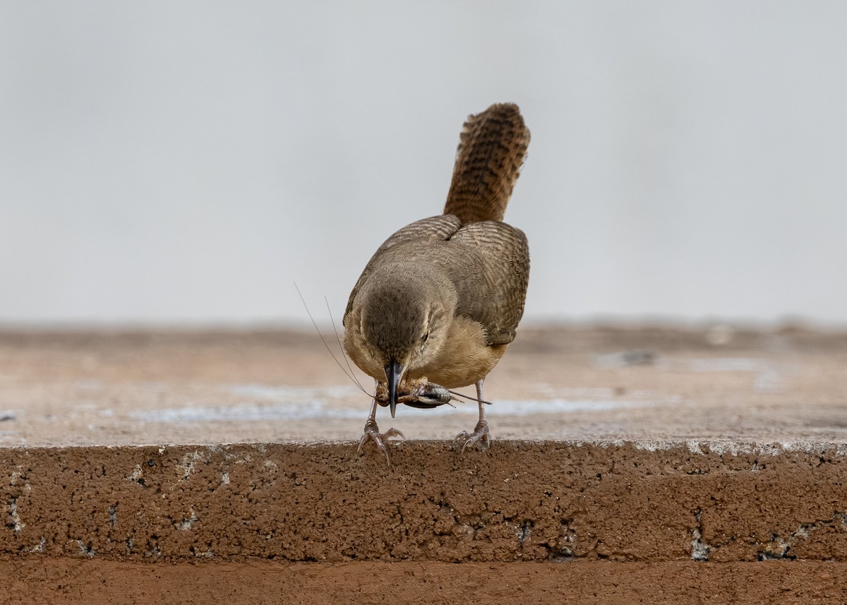 Southern House Wren (cis-Andean) - ML646462228