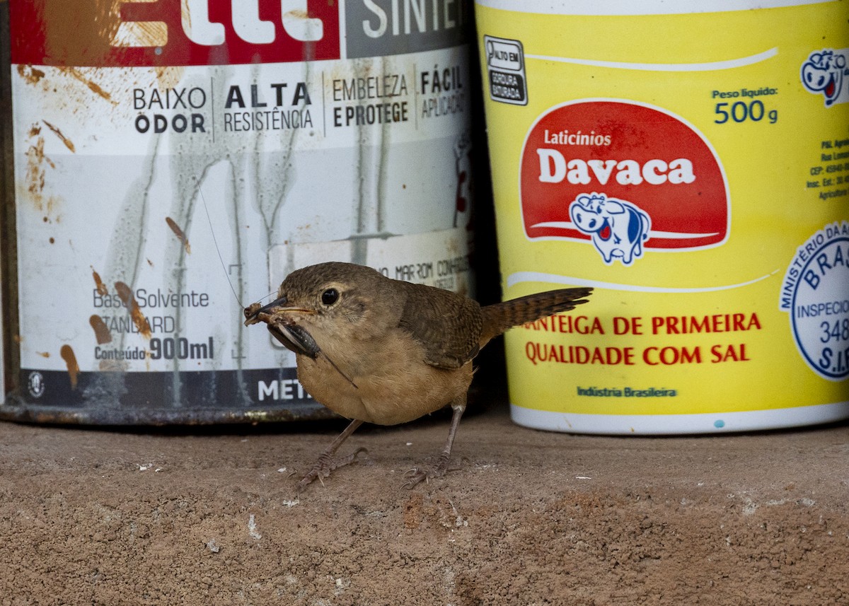 Southern House Wren (cis-Andean) - ML646462229