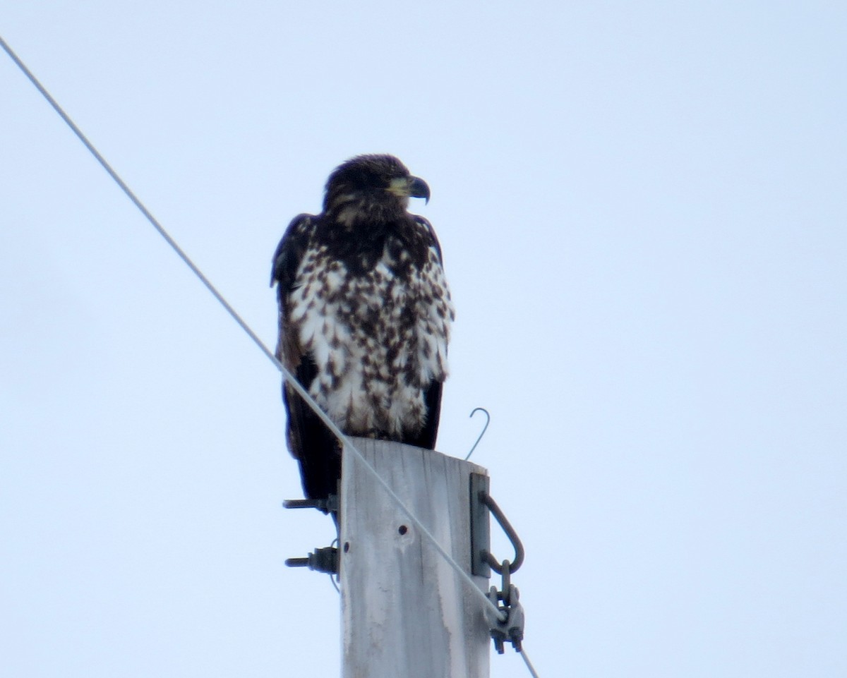 Bald Eagle - ML646462234