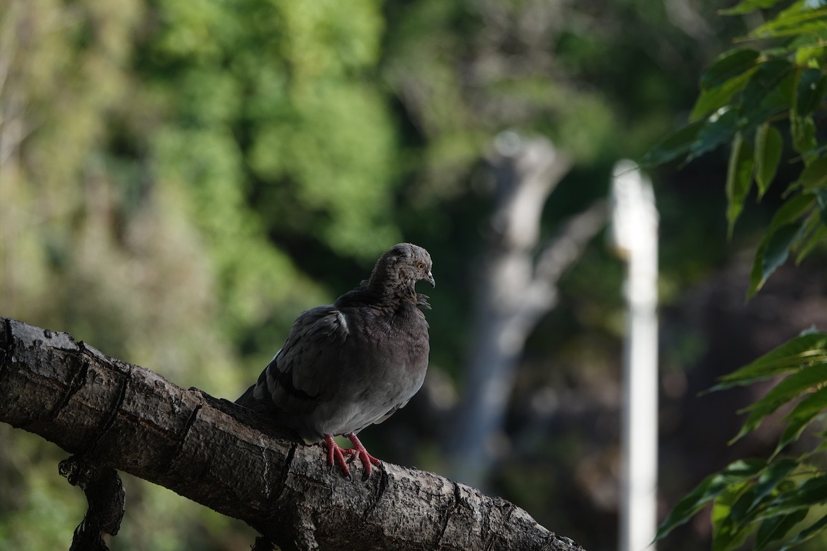 Rock Pigeon (Feral Pigeon) - ML646462235