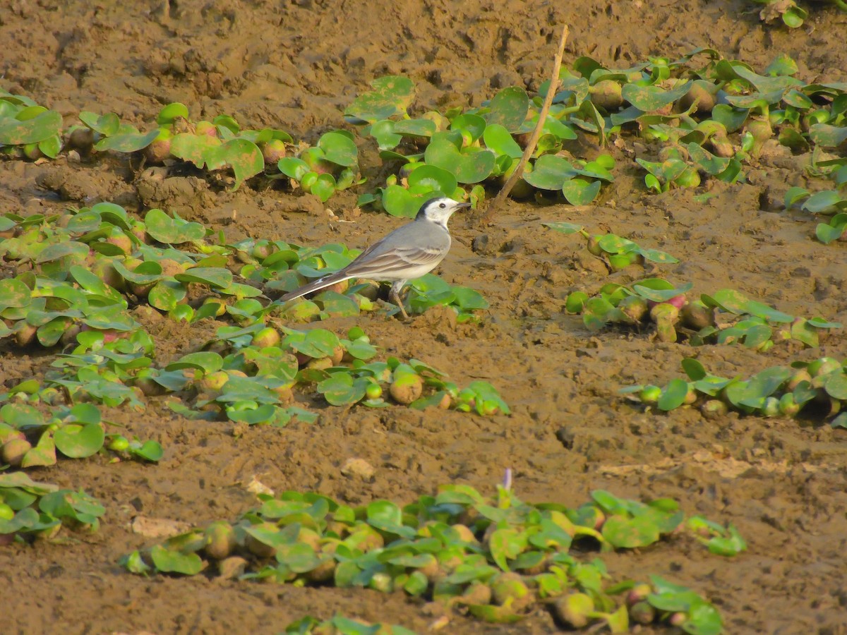 נחליאלי לבן - ML646462236