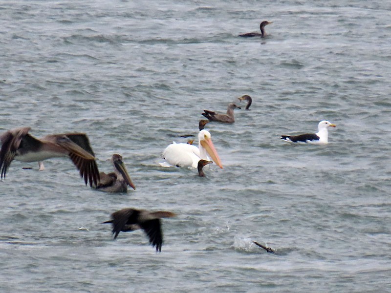 American White Pelican - ML646462238