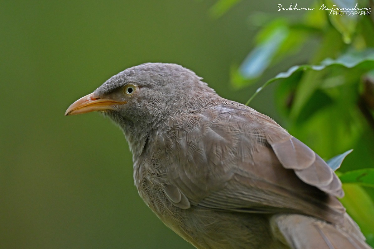 Jungle Babbler - ML646462239
