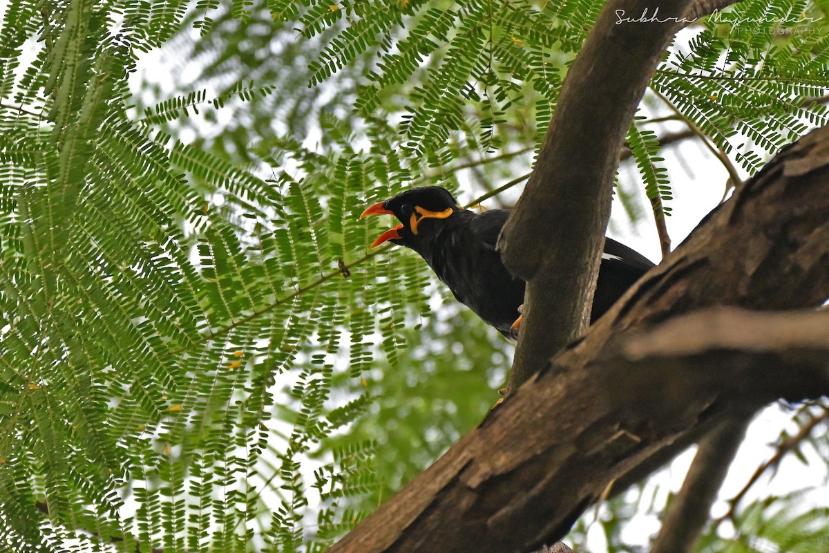Common Hill Myna - ML646462243