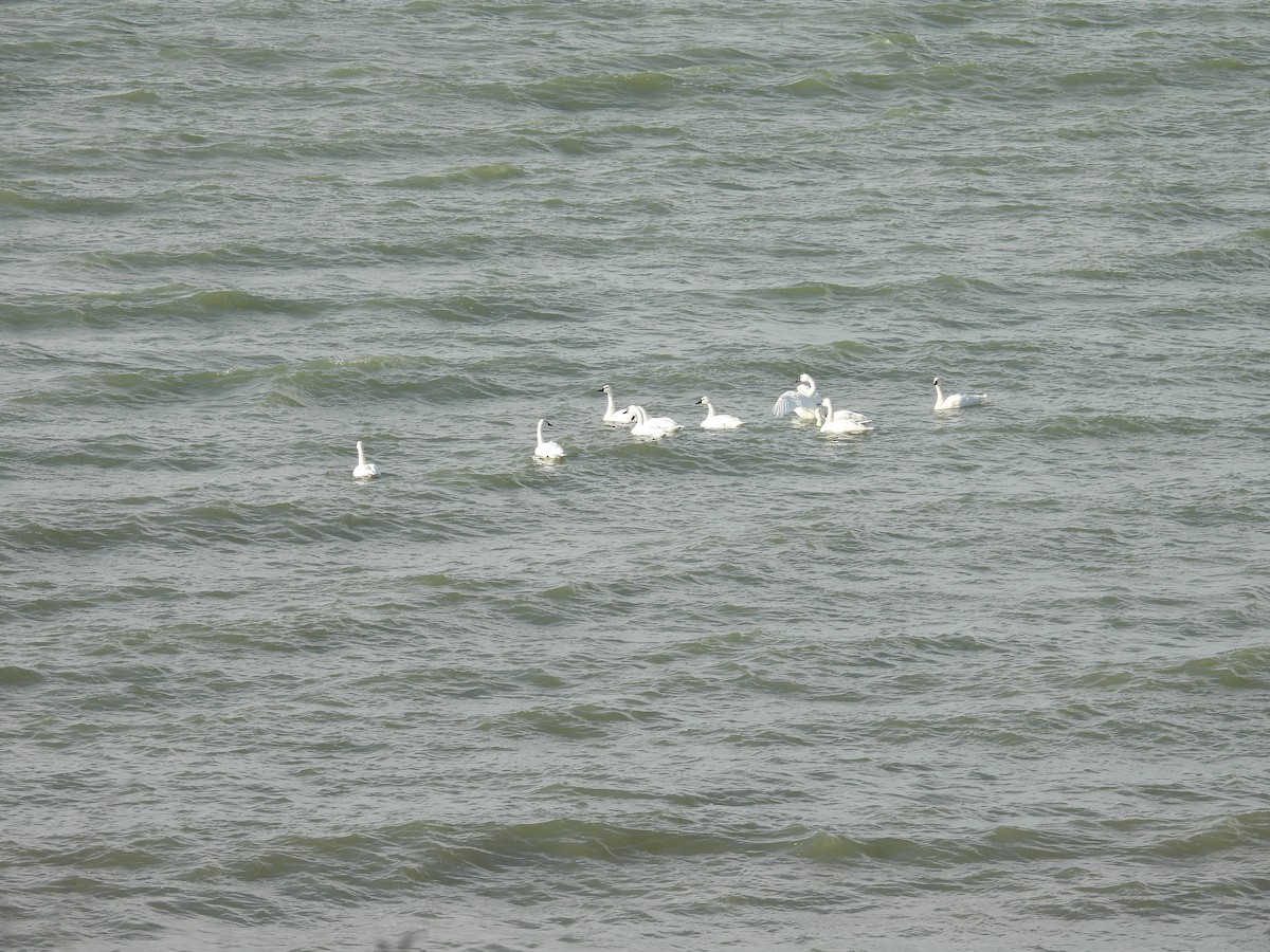 Tundra Swan - ML646462244