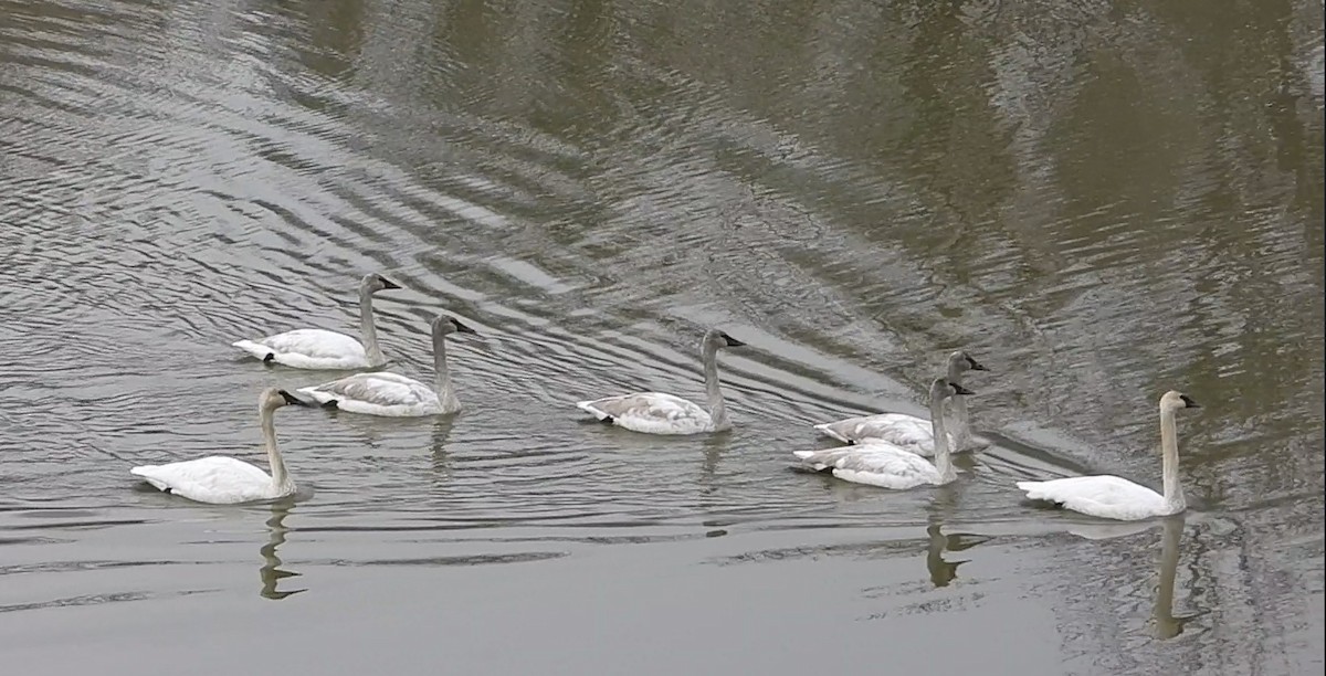 Trumpeter Swan - ML646462246