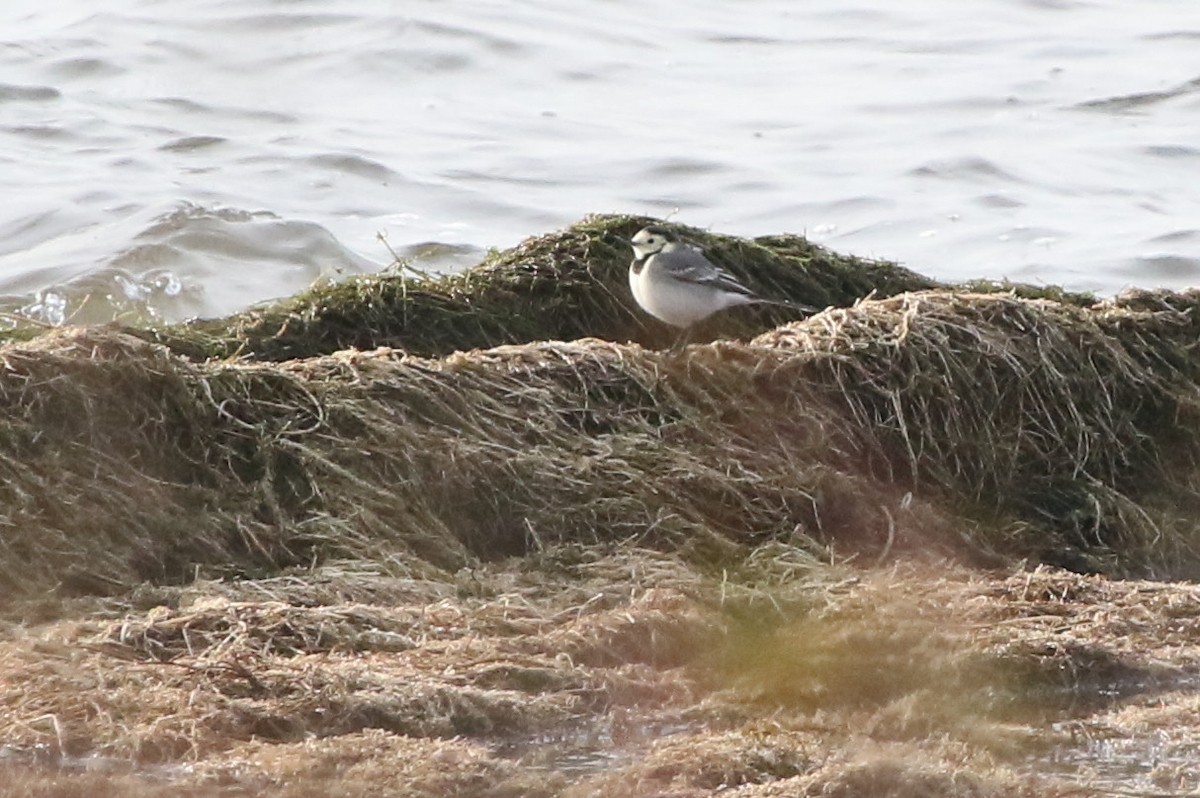 ハクセキレイ - ML646462248