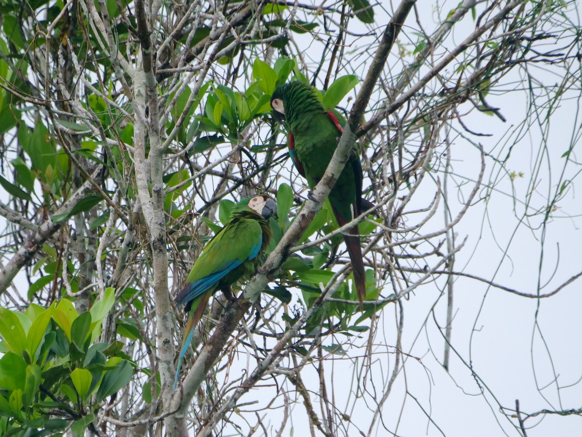 Chestnut-fronted Macaw - ML646462249