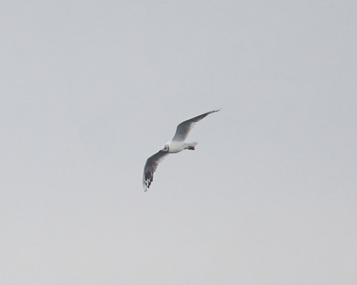 Black-headed Gull - ML646462250
