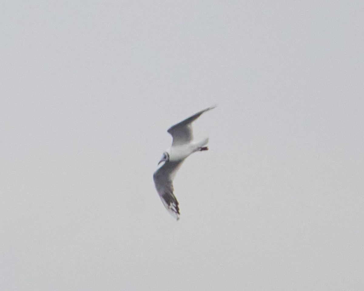 Black-headed Gull - ML646462251