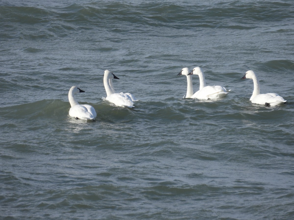 Tundra Swan - ML646462253