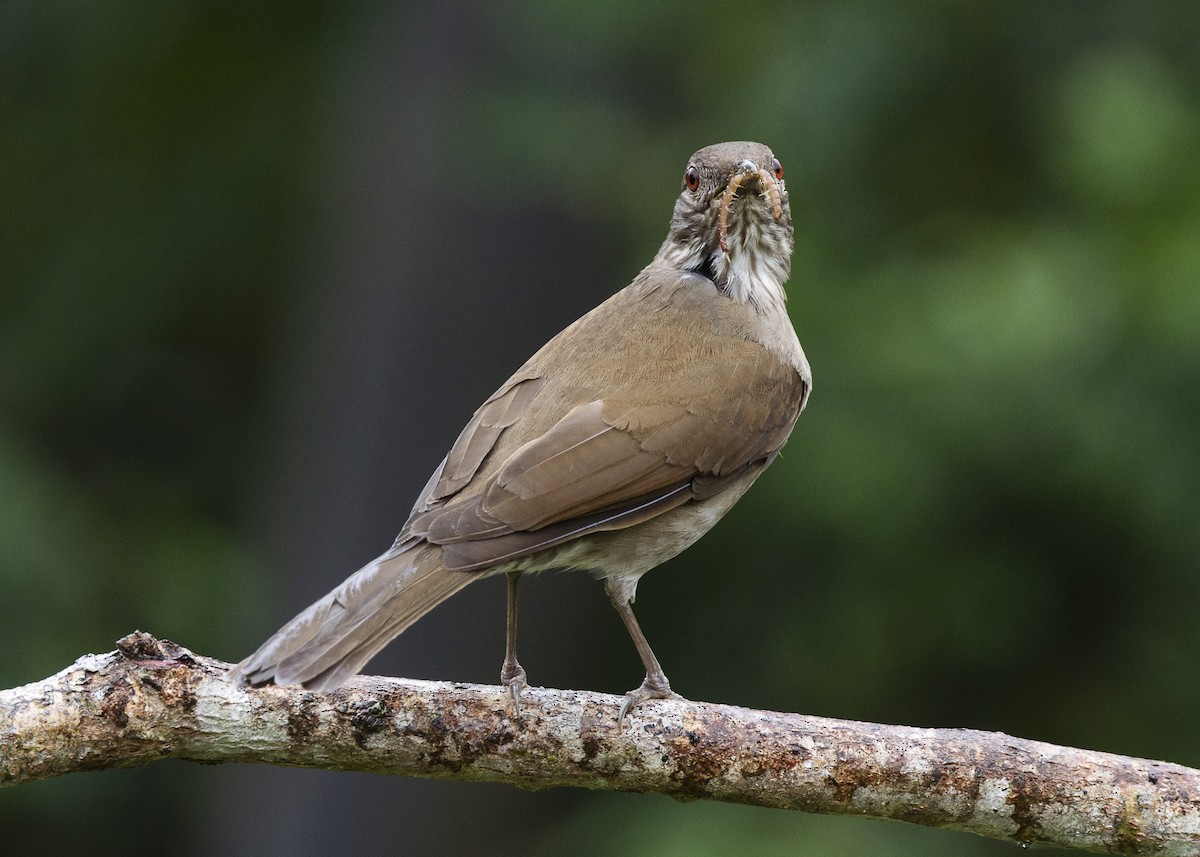 Pale-breasted Thrush - ML646462257