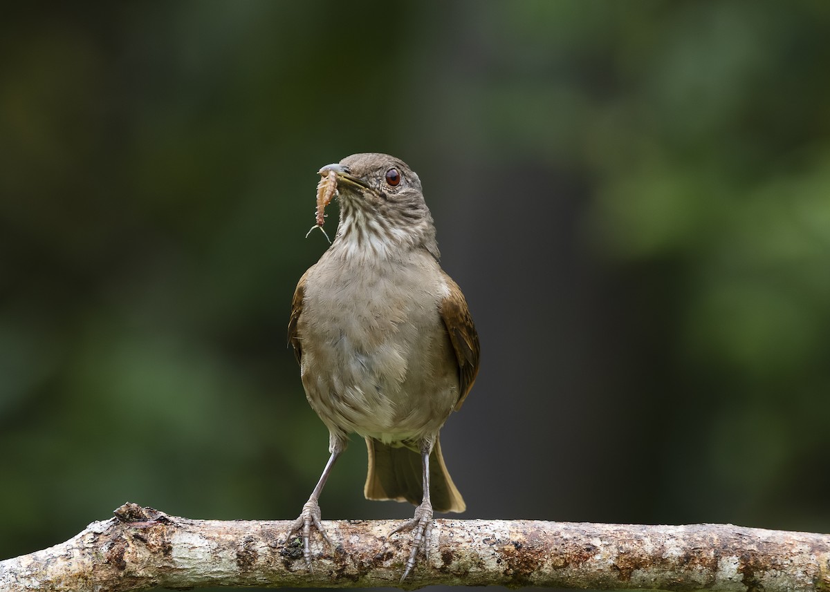 Pale-breasted Thrush - ML646462258