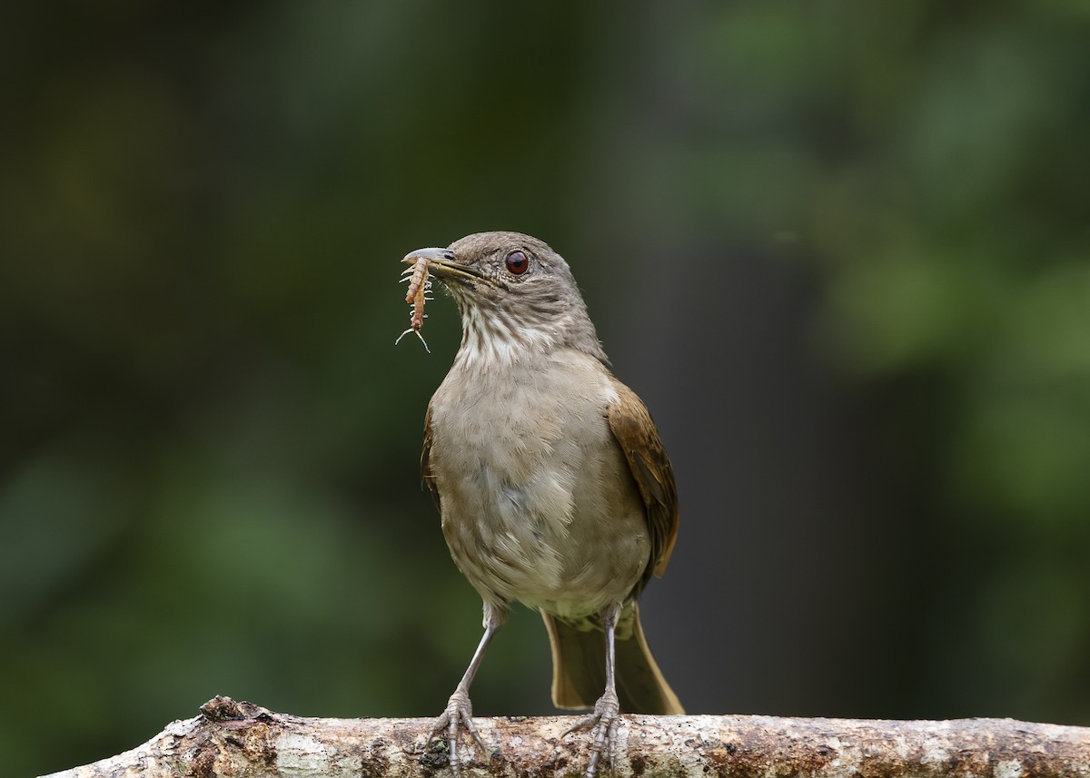 Pale-breasted Thrush - ML646462259