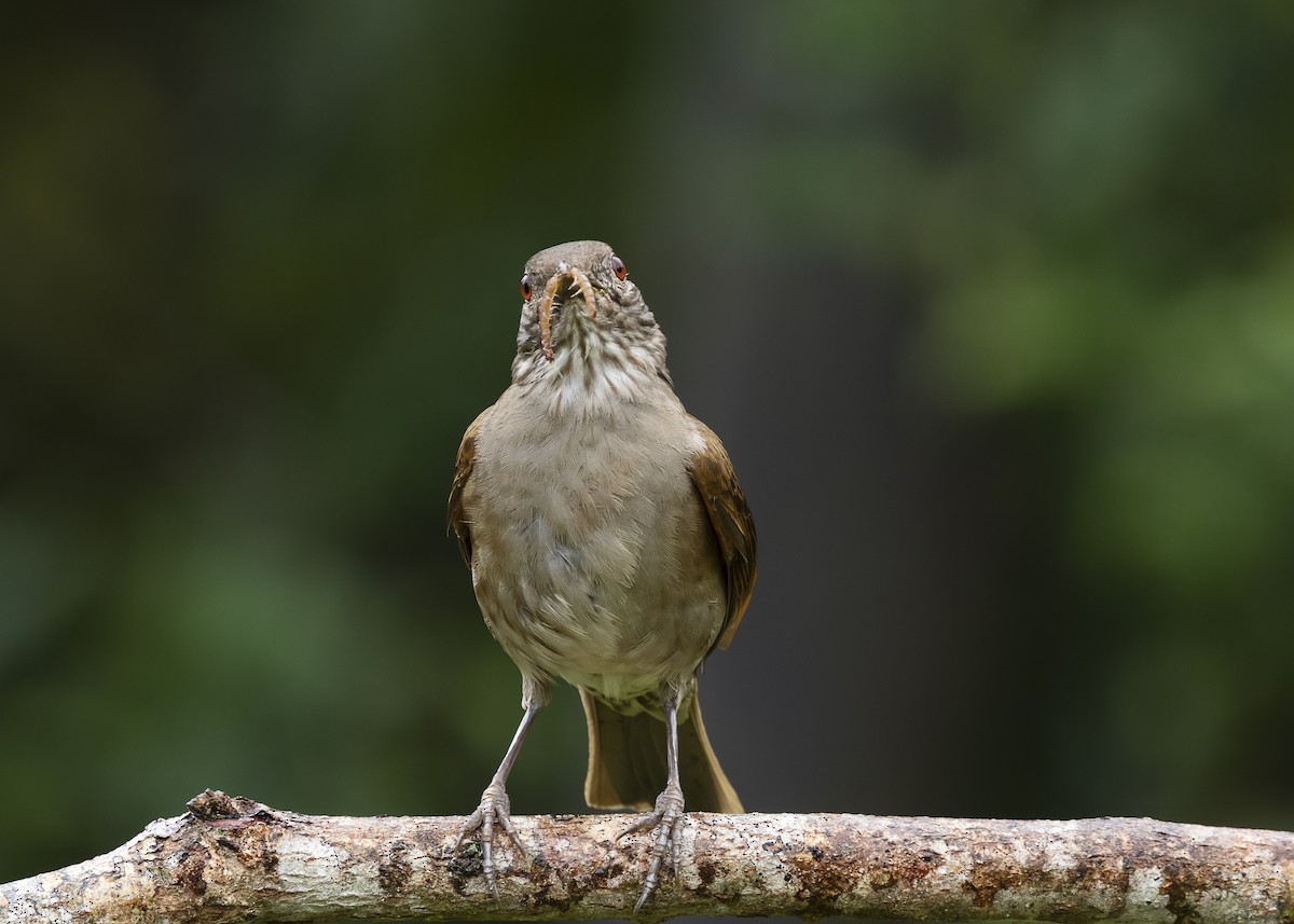 Pale-breasted Thrush - ML646462260