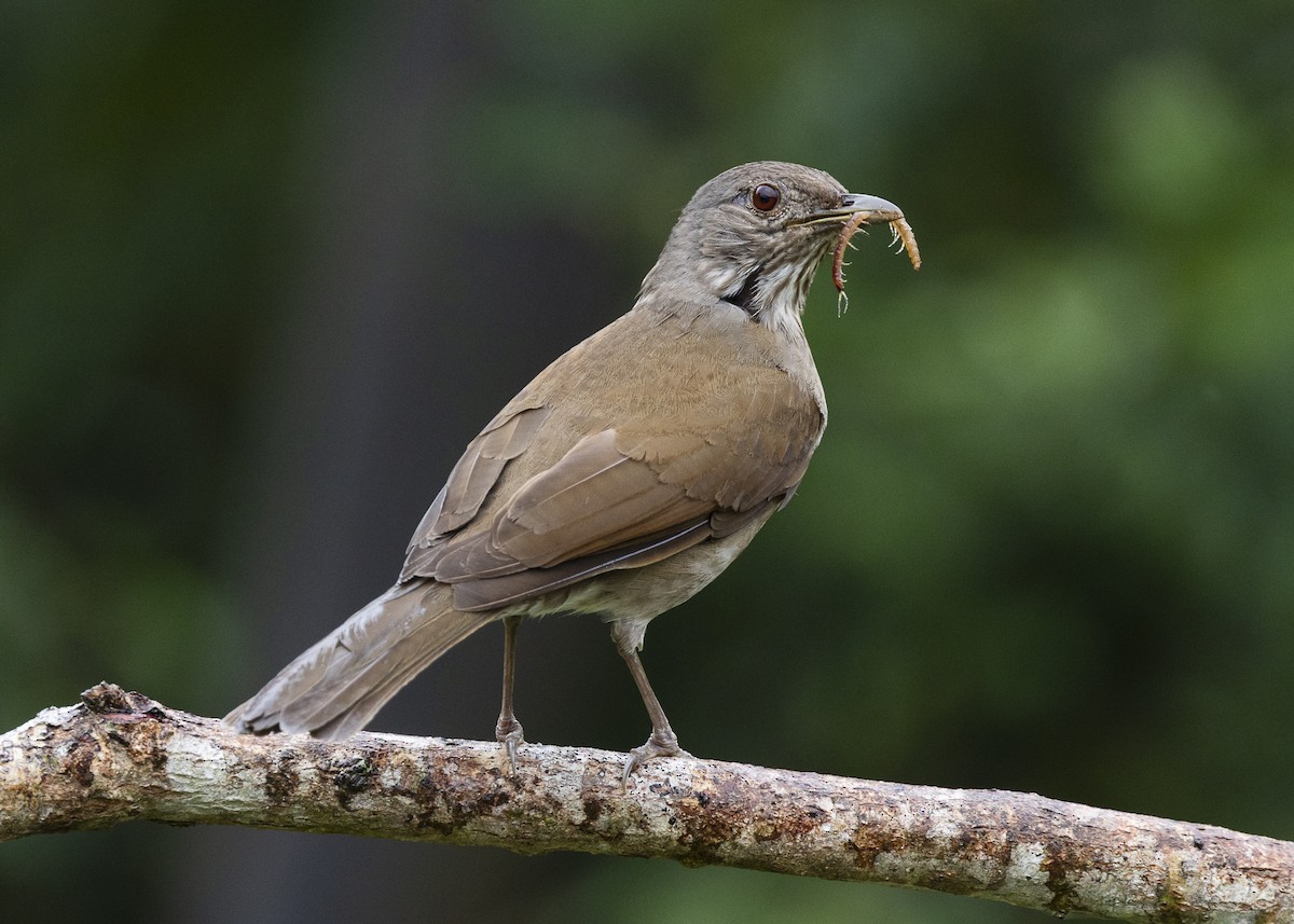 Pale-breasted Thrush - ML646462261