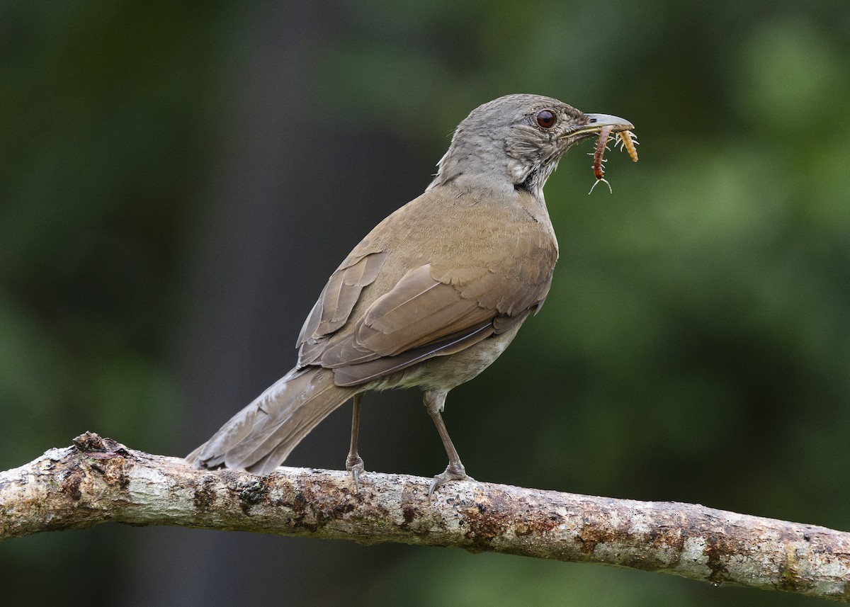 Pale-breasted Thrush - ML646462262