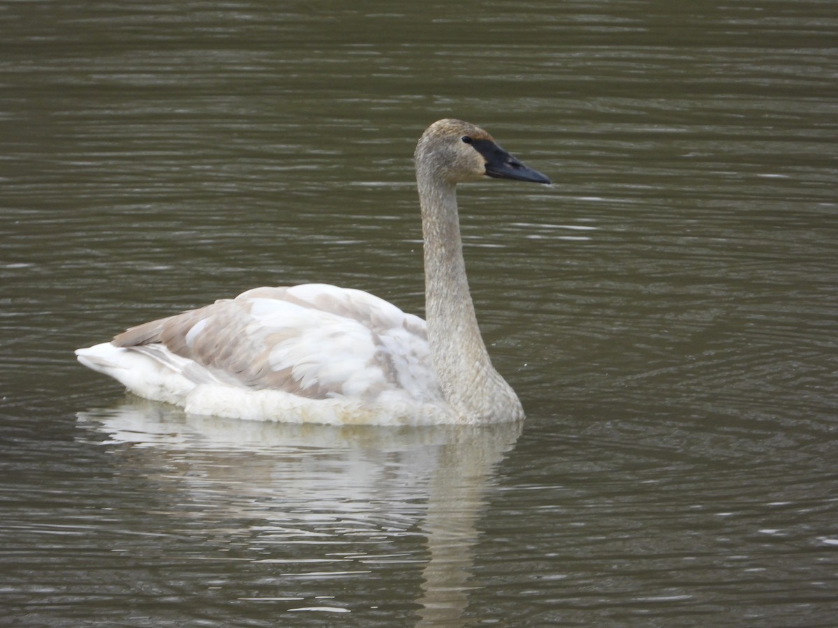 Trumpeter Swan - ML646462263