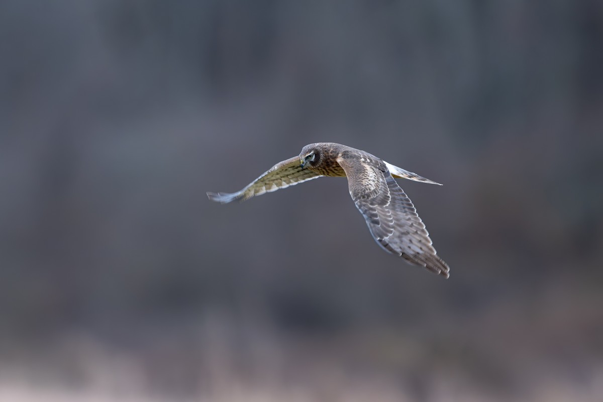 Northern Harrier - ML646462267
