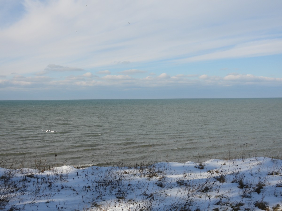 Tundra Swan - ML646462269