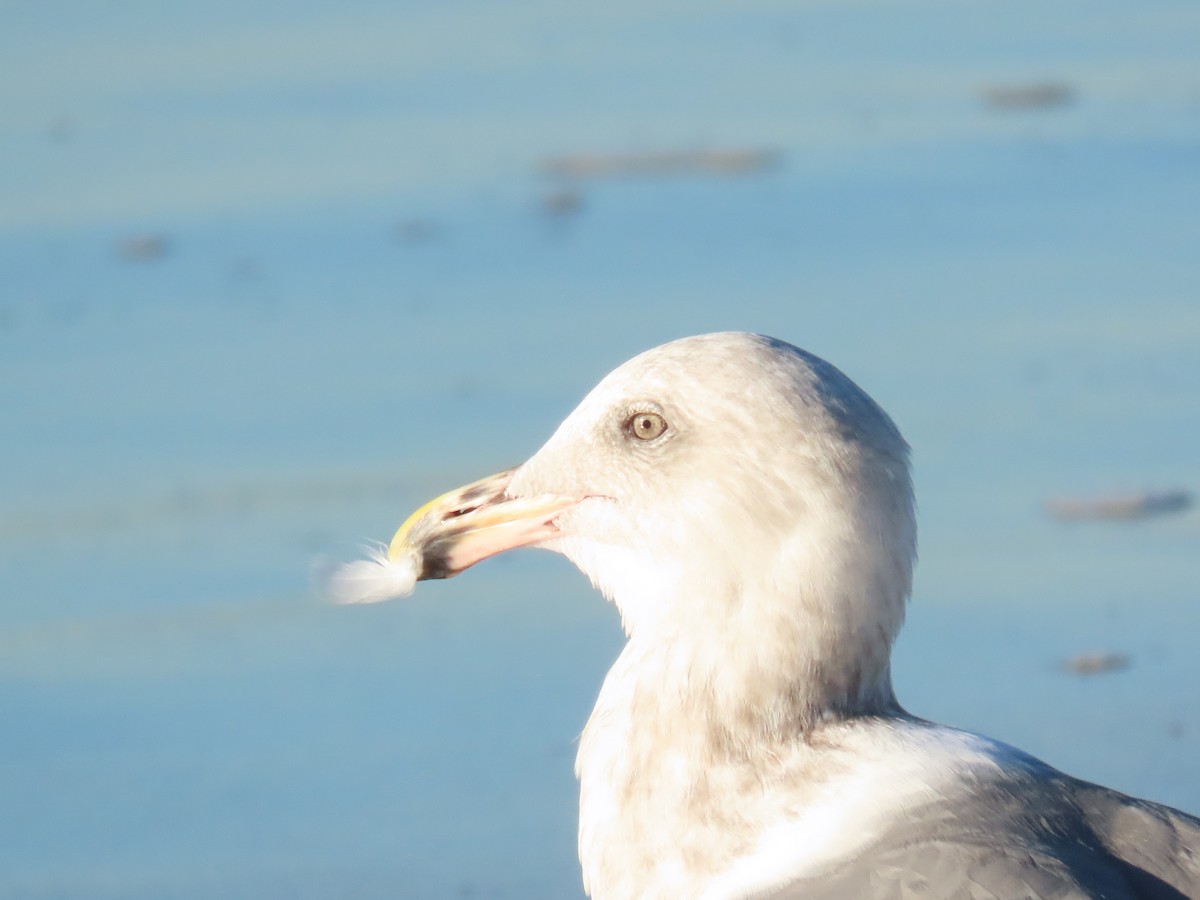 Western Gull - ML646462284