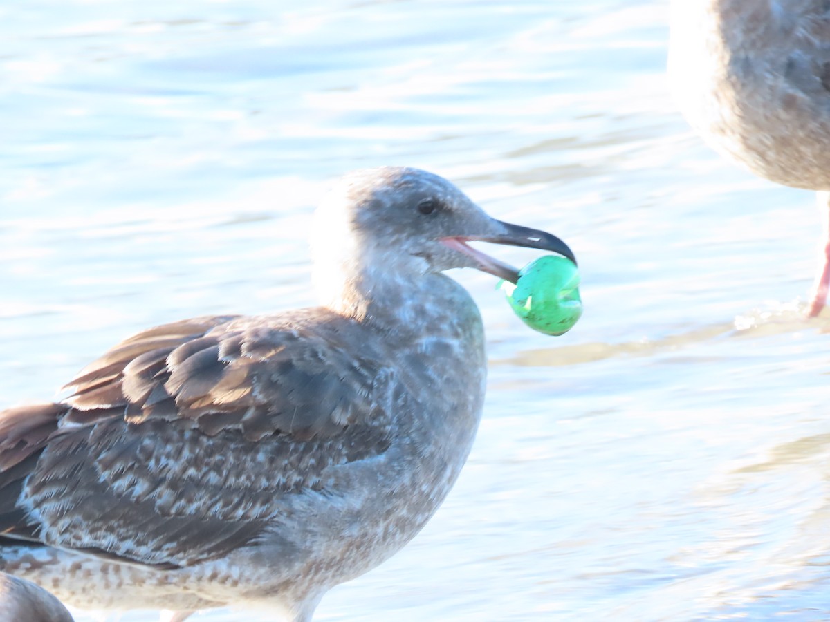 Western Gull - ML646462285