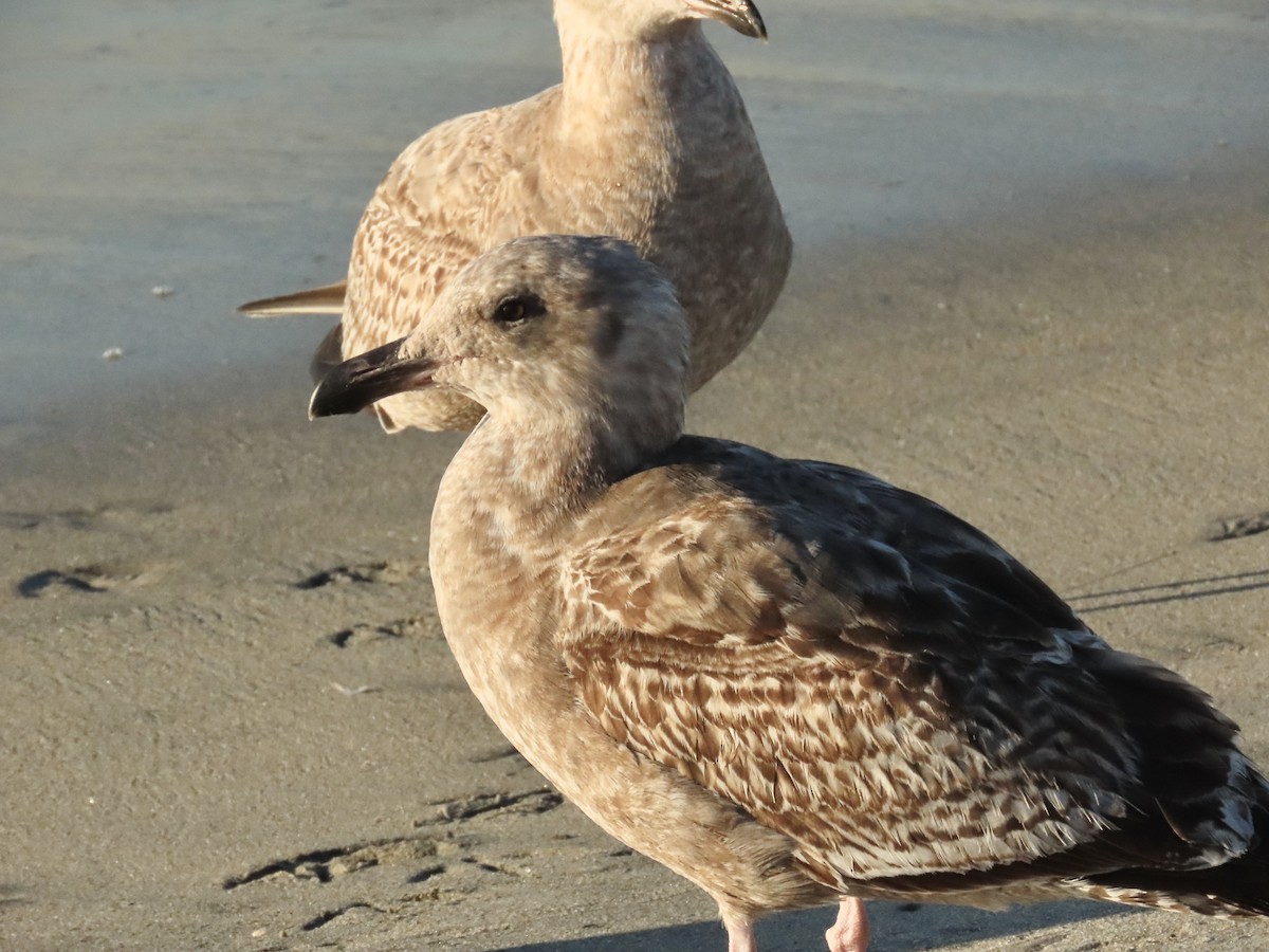 Western Gull - ML646462287